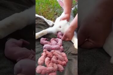 Rabbit growth #cute #pets