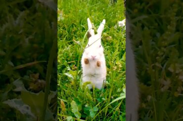 cute Bunny// rabbit #viralvideos #shortvideo #trendingshorts #ytstudio #rabbitfarming #youtubeshorts