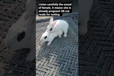 how would I know the pregnancy of my rabbit #bunny #rabbit #animal #farming #pets #love #beauty