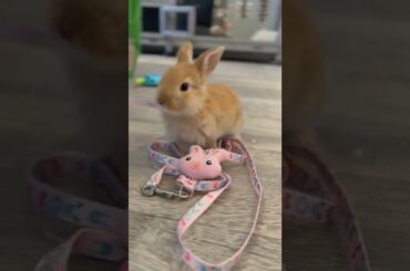 Little baby bunny inspects a bunny leash on the ground. #shorts