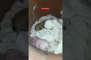 Cute Bunny #rabbit #bunny #cute #animals #pets #rabbite #cuteanimals