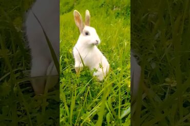 cute Bunny//rabbit #viralvideos #shortvideo #trendingshorts #ytstudio #rabbitfarming #youtubeshorts