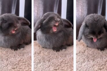 Cute Bunny Yawn