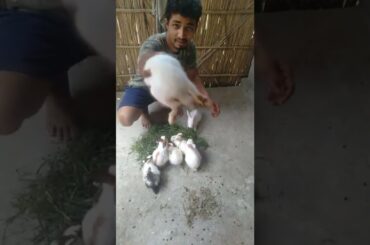 Village rabbit farm.#short #youtubeshorts #shortvideo #farming #rabbit #rabbitfarming #youtubeshorts