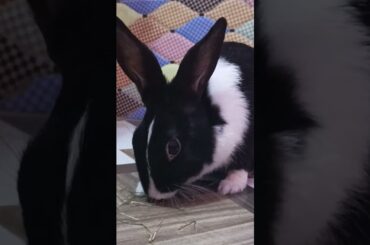 #viral #cartooncharacter #cute #bunny #rabbiteating #rabbitfood #rabbitrabbit #cutebunny