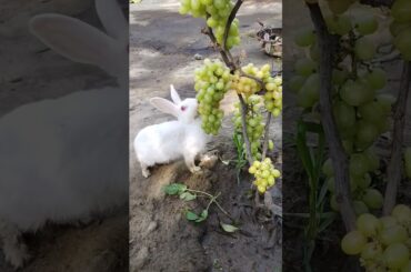 cute #rabbite #cuteanimal #cute #rabbit #cutepet #animals #rabbitrabbit #cuterabbit #bunny