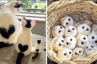 Cute Baby Animals Videos Compilation | Funny and Cute Moment of the Animals #31 - Cutest Animals