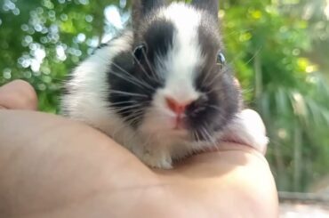I had a little fun with him || Cute baby rabbit