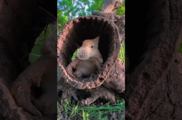 Cute Bunny eats dandelions all over his face #bunny #cuteanimals #youtubeshorts