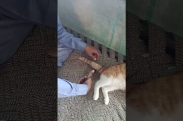 Why I c*t cat's tail | Kittynkittens