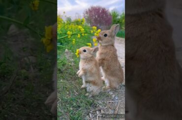 11 April 2023#shorts #youtubeshorts #cuterabbit ##bunny