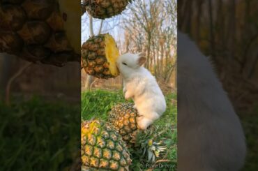 cute rabbit bunny care cute rabbit viral video #youtubeshorts #cuterabbit #bunny #shorts
