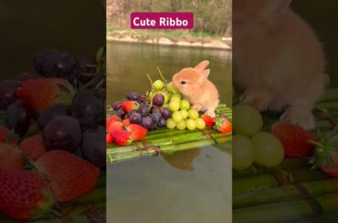 Ribbo is Eating #animalshorts #fruit #cute #rabbit #bunny #funny