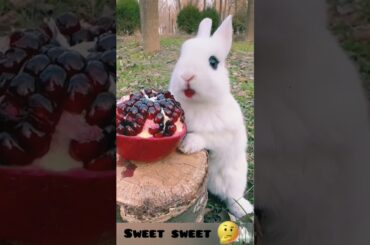 #cute #rabbit #animals #bunny #pets #animal #funny #cat #eating #handsomepet