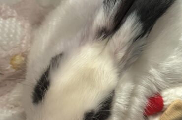 how my bunny, ping, sleeps after her mom needed to spend half of a college semester's worth of money on removing her funtime parts