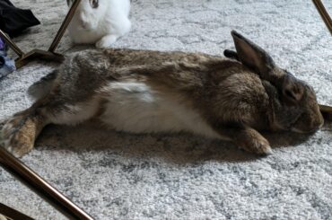 I just adopted these two and this is the closest we've gotten to a hop noodle so far. 🥲