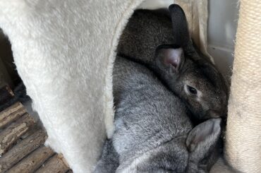 Out of all places….. they both decide to squeeze in here. Pepper is obviously in deep sleep 😂