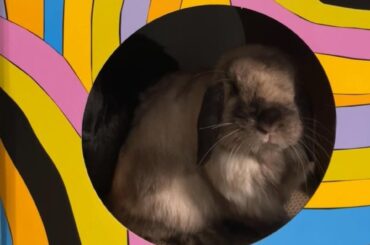 The culprit vs his damage