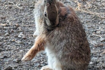 Little Fella Doing a Stand