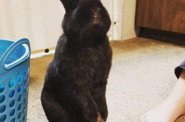 Refurbished: Is tall now! yes??