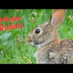Wildlife Watching: Close-up of Mister Rabbit