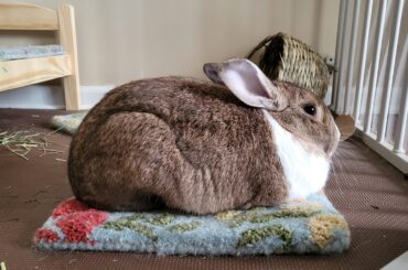 Maybe a little too toasted...slightly burnt