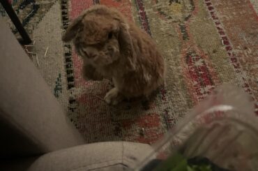 Dexter wants la lechuga