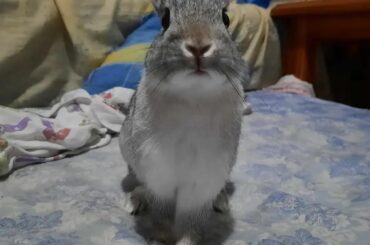 Since he is always judging me (second pic), can you judge him as well? He stole and bit cookies that were supposed to be out of reach.