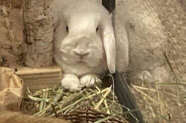 Ah yes, tight spaces … (the playpen door is open they can free roam lol)