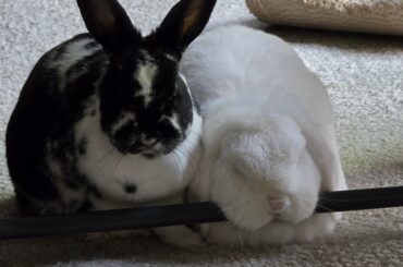 Ah yes, perfect chin rest.