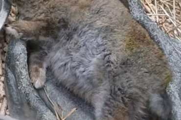 buddy doesn't give a shizzle