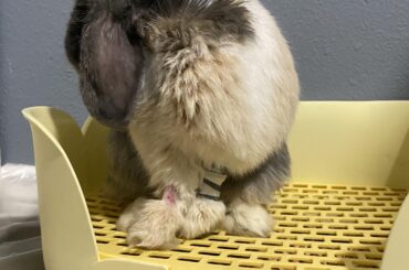 Let’s talk vets & Gi Stasis