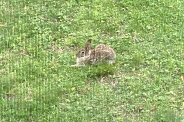 Wild Loaf 🍞 in the backyard