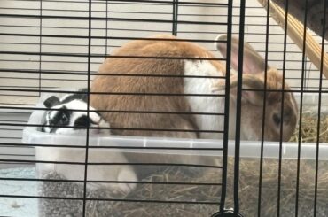 Orion decided comfy was under Roxie while she’s eating hay