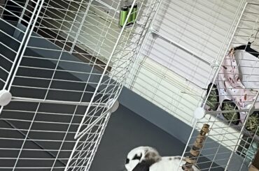 Mad that im cleaning her cage 🙄