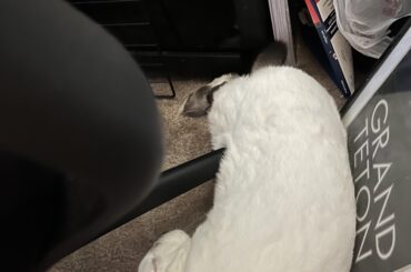 She’s a weirdo, but also does this all day with me while I WFH, so can’t complain 🥹