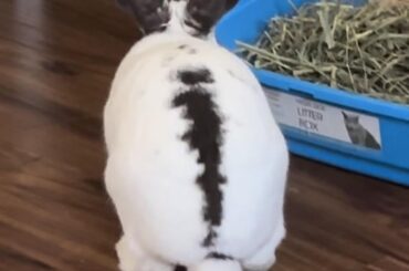 This bunny’s fur resembles skid marks and he doesn’t clean.