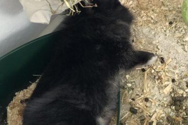 Back when we just got him and he slept in his tiny litter box