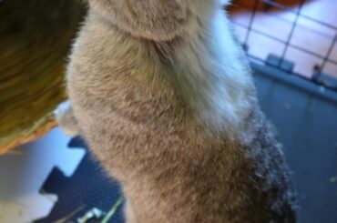 Whatcha Looking For Bunny❓