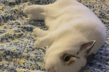 Mochi… are you ok…?