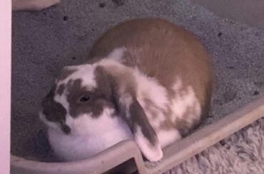 introducing...... the dust bunny