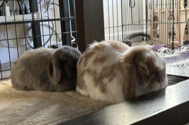 Bun loaf train has arrived at the station 🚂
