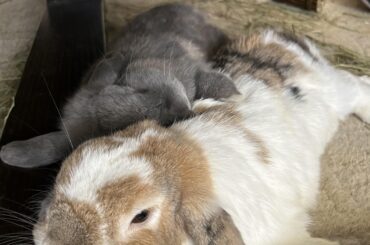 Letting his little brother be the big spoon 🥹