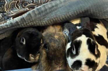 Disney & chill night for these buns . ❤️