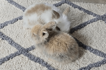 Two little loafs of buns