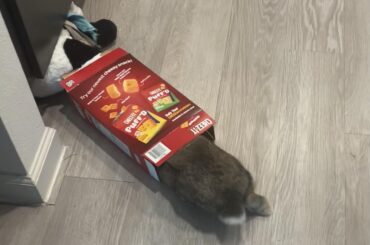 the coziest cheemze-it box