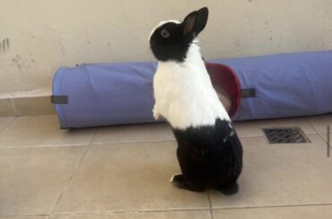 Ohh I think I saw a carrot over there🐰 lol