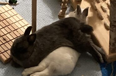 I guess they find their comfy pose