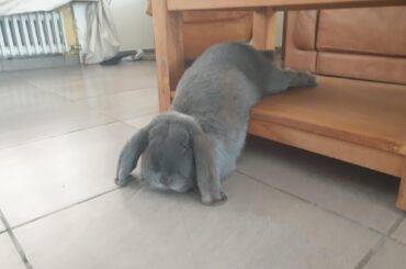 This is why coffee tables exist right?