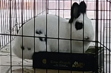 Eating from the hay pan she's sitting on